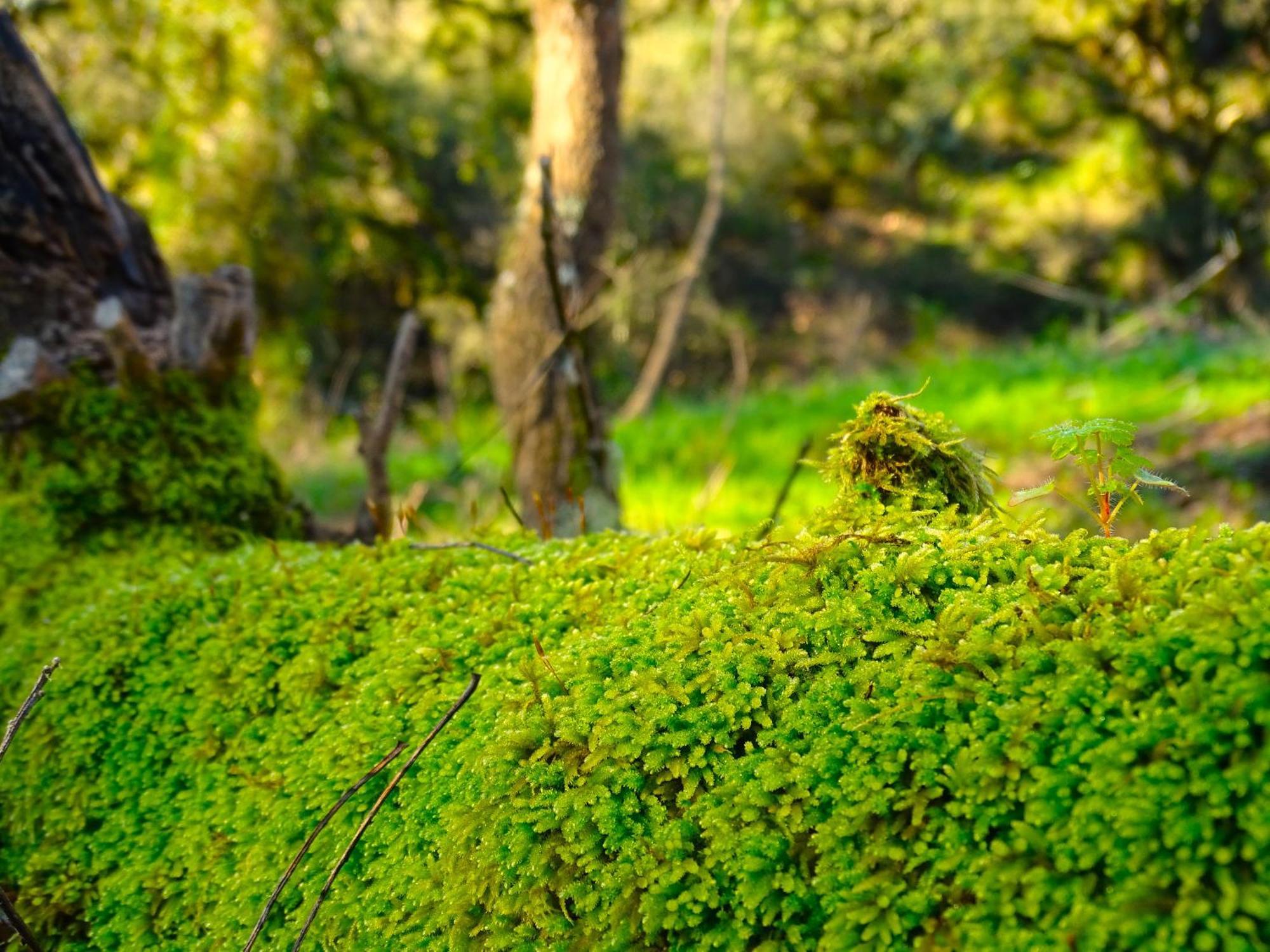 Herdade Vale De Gaios By Stay In Alentejo São Luís Buitenkant foto