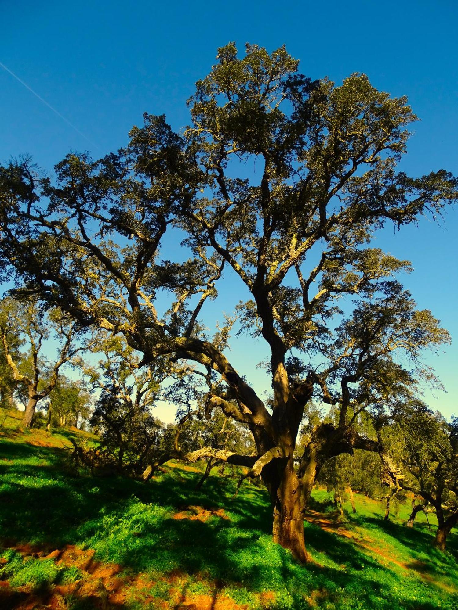 Herdade Vale De Gaios By Stay In Alentejo São Luís Buitenkant foto